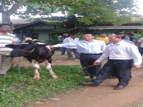 Distribution of Cross Bred Heifer by the Deputy Commissioner, Thoubal District under convergence of schemes of the Department to the Short Term Action Plan of Loktak Development Authority